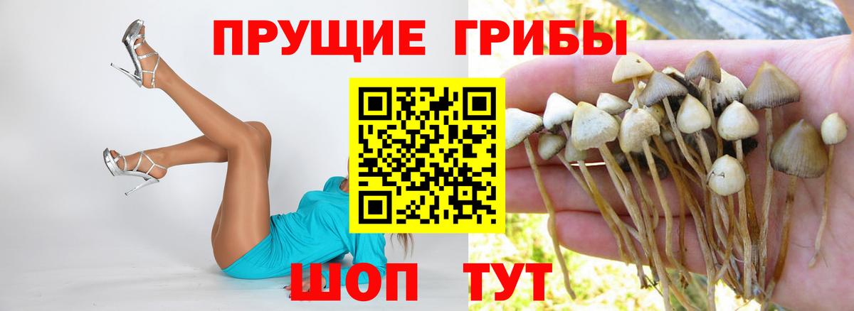 Мытищи  где купить наркоту  Галлюциногенные грибы ЛСД  Вход с VPN  Галлюциногенные грибы Cubensis 